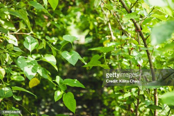 mulberry bush - mulberry bush foto e immagini stock