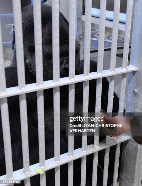 Ya Kwaza, a silverback gorilla male, is offered food in its enclosure at the Amneville zoo, eastern France, on February 21, 2012. Ya Kwaza arrived...