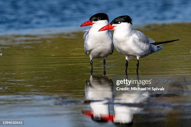 elegant tern - elegant tern stock pictures, royalty-free photos & images