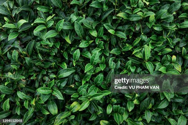 close-up of tea leaves at a hill tea plantation in the plateau of moc chau on a foggy winter day - camellia bush stock-fotos und bilder