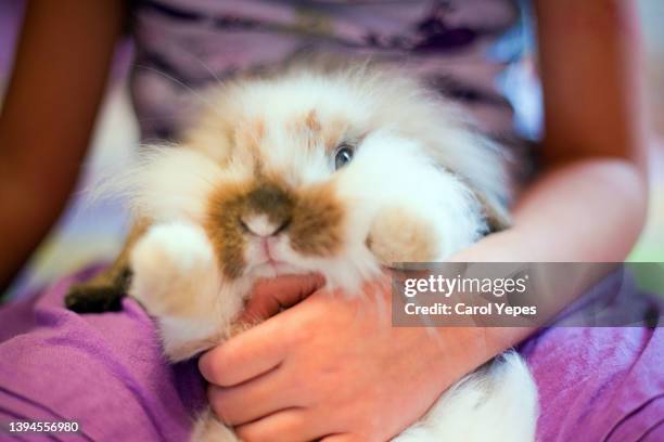 midsection of girl holding rabbit indoors - emotional support animal stock pictures, royalty-free photos & images
