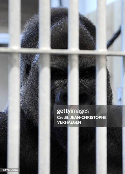 Ya Kwaza, a silverback gorilla male, stands in its enclosure at the Amneville zoo, eastern France, on February 21, 2012. Ya Kwaza arrived with four...