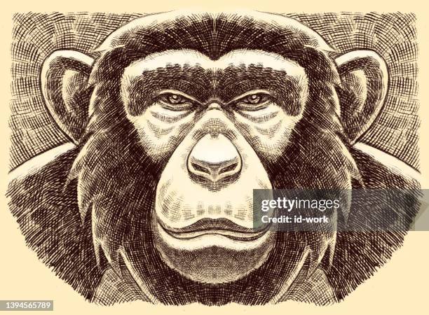 illustrations, cliparts, dessins animés et icônes de chimpanzé head - chimpanzee aggression
