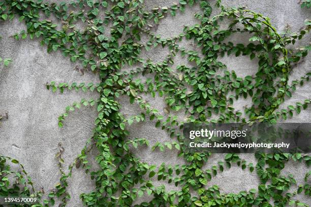 close-up of ivy on wall - 常春藤 個照片及圖片檔