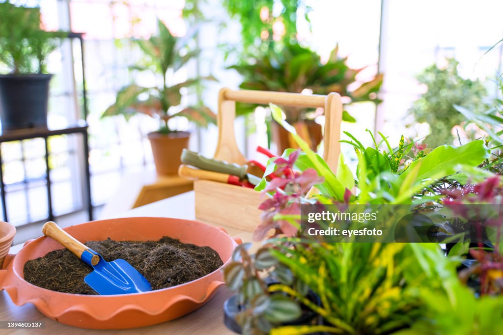 Grandfather and grandson are planting small tree at home.