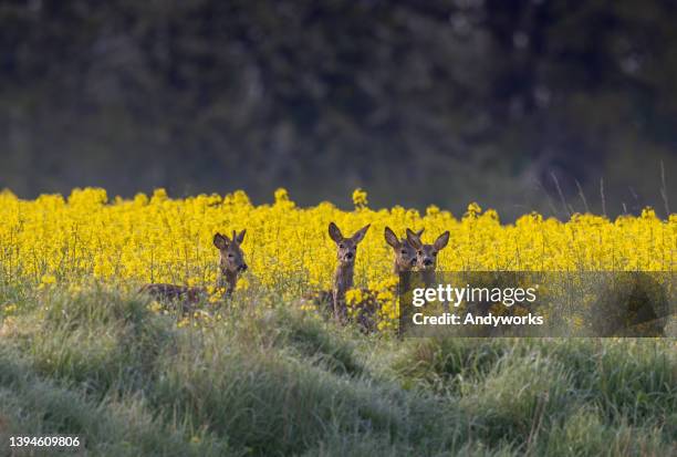 group of roe deer - vier dieren stockfoto's en -beelden