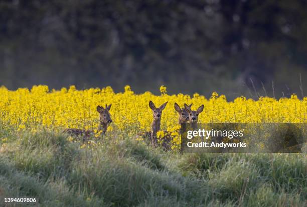 group of roe deer - roe deer stock pictures, royalty-free photos & images