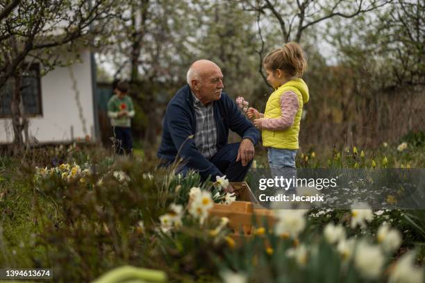 girl picking flowers with grandpa - man picking flowers stock pictures, royalty-free photos & images