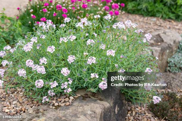 aethionema grandiflora flowering in a rock garden - rock garden stock pictures, royalty-free photos & images