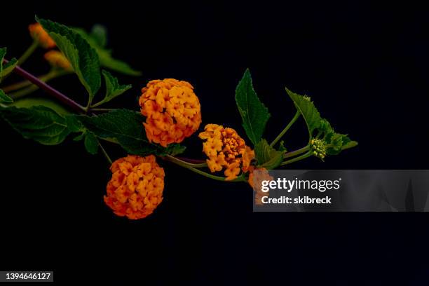 lantana flowers on a black background - lantana stock pictures, royalty-free photos & images