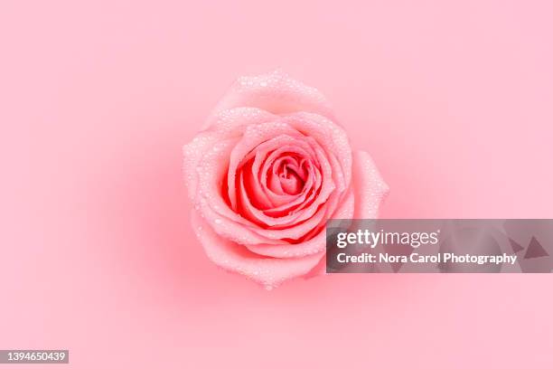 single pink rose on pink background - rosa color stockfoto's en -beelden