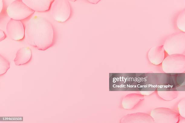 pink rose petals on pink background - femininity stock-fotos und bilder
