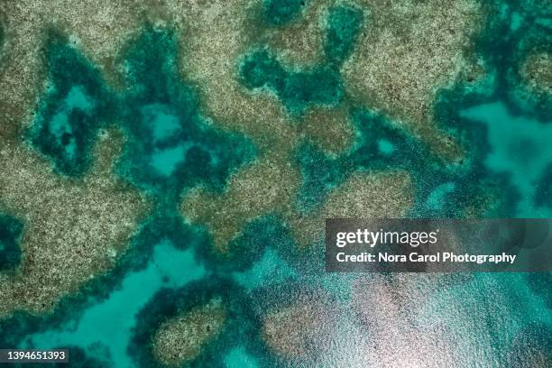 aerial view of the sea and coral reef - marine reserve stock pictures, royalty-free photos & images