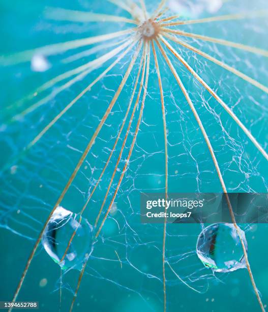 macro dandelion background - spider web transparent stock pictures, royalty-free photos & images