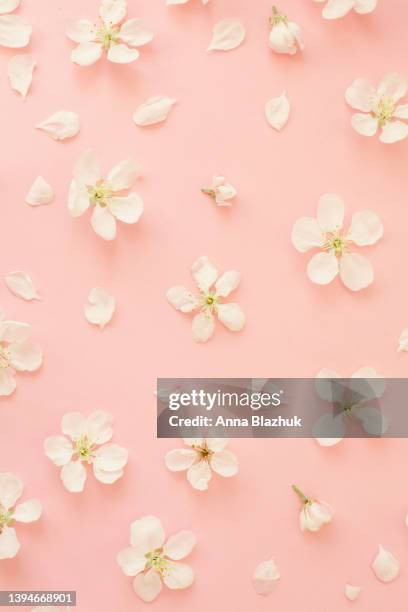 apple tree white flowers over pink background with copy space. greeting summer and spring card. pink floral mother's day card. - mothers day flowers photos et images de collection