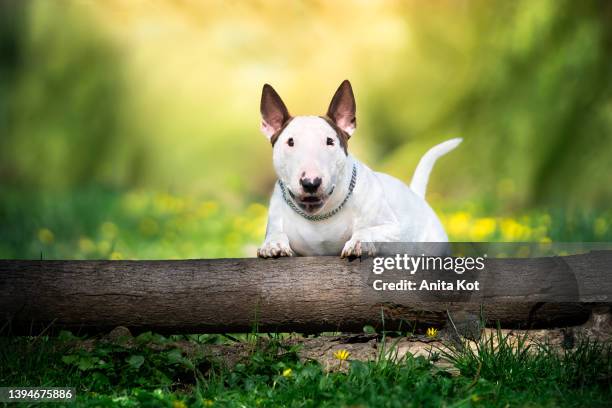 the doggy is leaning its front paws against a lying tree trunk - bull terrier stock pictures, royalty-free photos & images