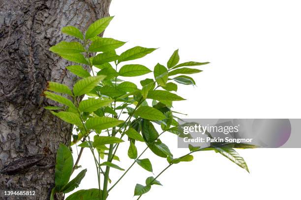 green leaf tree is isolated on a white background. clipping path - ニーム ストックフォトと画像