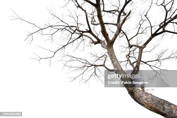 twigs of a dead tree isolated on a white background, clipping path - kale boom stockfoto's en -beelden