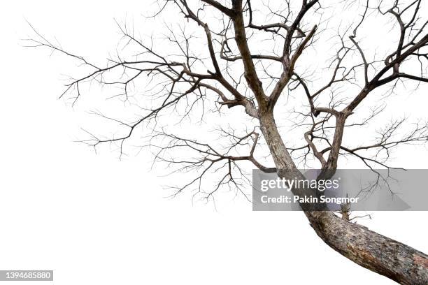 twigs of a dead tree isolated on a white background, clipping path - bare tree stock pictures, royalty-free photos & images