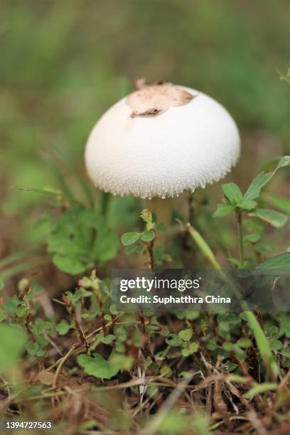 white mushrooms growth in green lawn - white mushroom ストックフォトと画像