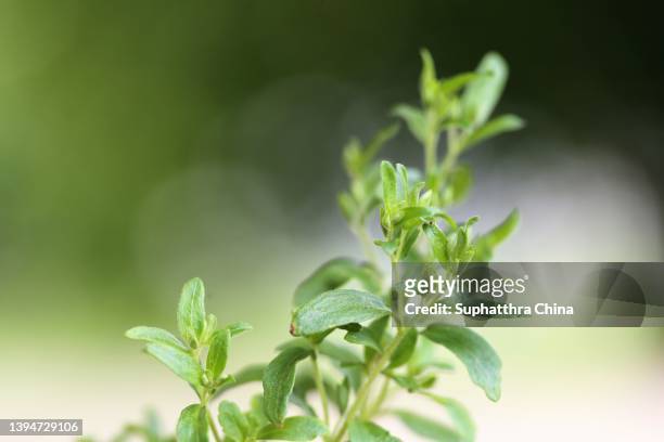 macro of stevia tree tops growing in tropical garden - stevia stock pictures, royalty-free photos & images