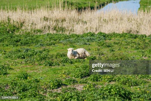 a sheep lying on the grassland - sleep sheep stock pictures, royalty-free photos & images