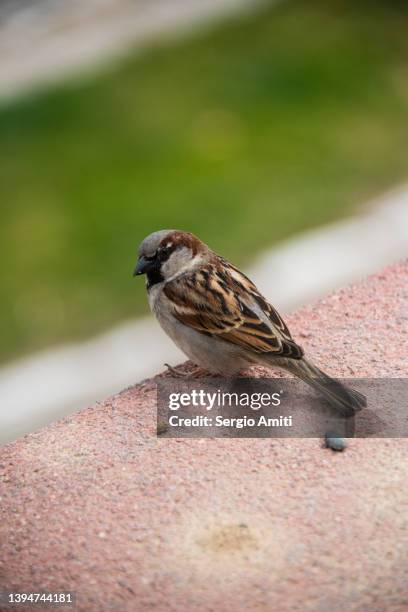 eurasian tree sparrow - mus stockfoto's en -beelden