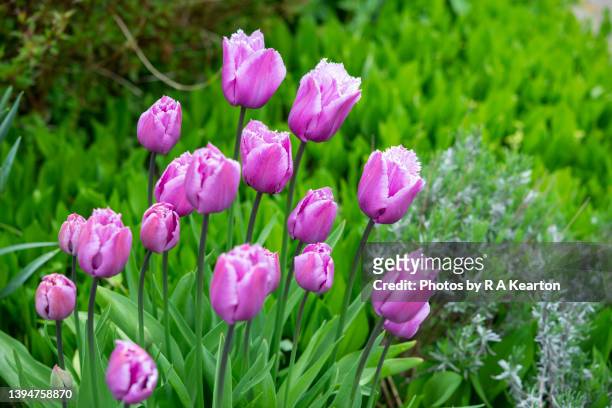 pink fringed tulips flowering in a spring garden - tulipa fringed beauty stock pictures, royalty-free photos & images