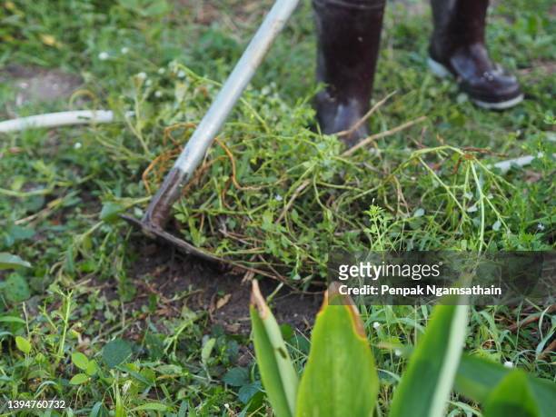 a woman in boots is using a hoe to dig the soil to plant trees - strappare le erbacce foto e immagini stock