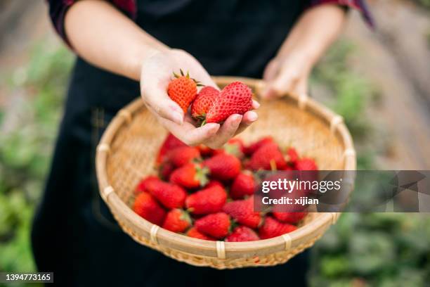 organic strawberries - strawberry field stock pictures, royalty-free photos & images