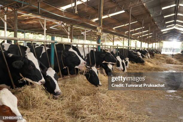 shot of a herd of cows in an enclosure at a dairy farm - ko bildbanksfoton och bilder