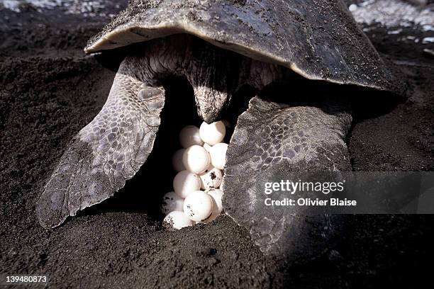 sea turtle laying eggs - laying egg stock pictures, royalty-free photos & images