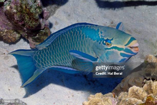 queen parrotfish supermale - parrotfish ストックフォトと画像