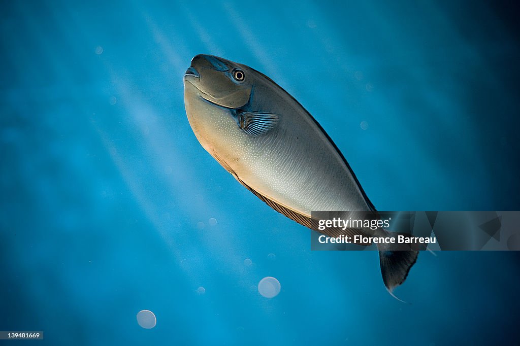 Fish swimming  in blue water