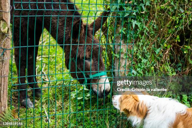 domestic donkey behind fence smelling a labrador retriever - contact list stock-fotos und bilder