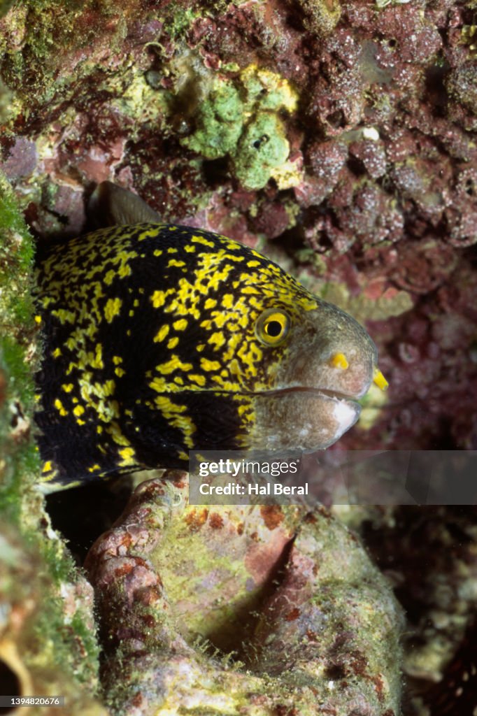 Yellow-Edged Moray Eel close-up
