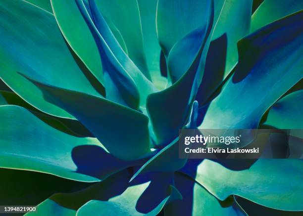 blue agave fullframe - succulent plant fotografías e imágenes de stock