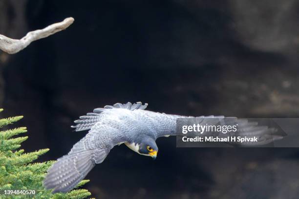 peregrine falcon - peregrine falcon bildbanksfoton och bilder