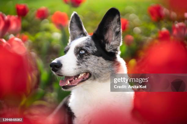 portrait of a welsh corgi cardigan - welsh-cardigan-corgi stockfoto's en -beelden