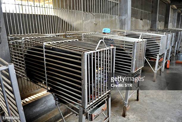 Bears are kept in steel cages at one of the traditional Chinese medicine company Guizhentang's controversial bear bile farms in Hui'an, southeast...