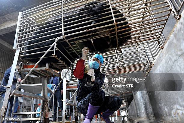 Chinese workers collect bear bile, at one of the traditional Chinese medicine company Guizhentang's controversial bear bile farms in Hui'an,...