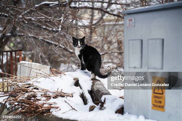 stray kitten near transformer box - stromkasten stock-fotos und bilder