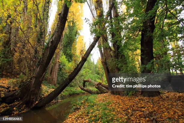 treelined riverbank with autumn leaves and foliage - autumn phillips fotografías e imágenes de stock