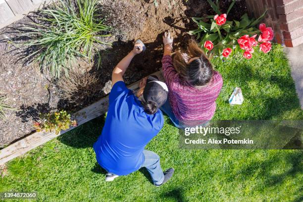 latinx mature family couple is gardening together on their backyard on the sunny spring day. - alex gardner stock pictures, royalty-free photos & images