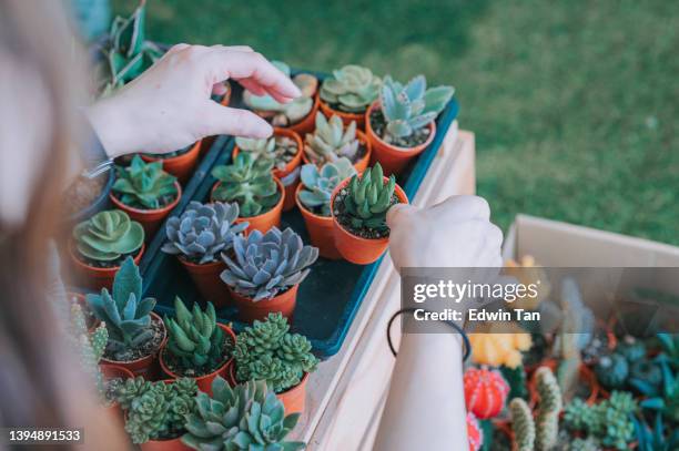 asian chinese female florist arranging cactus pot outside of her flower shop getting ready to open shop - succulents stock pictures, royalty-free photos & images