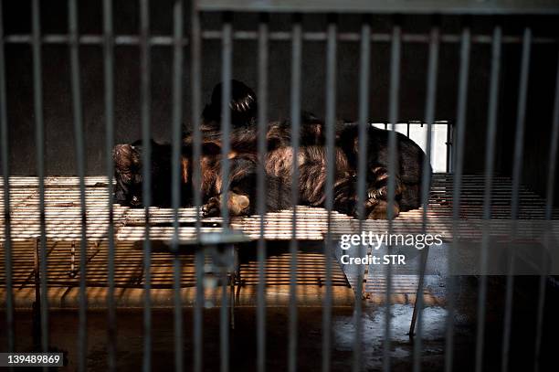 Bear naps in his cage at one of the traditional Chinese medicine company Guizhentang's controversial bear bile farms in Hui'an, southeast China's...