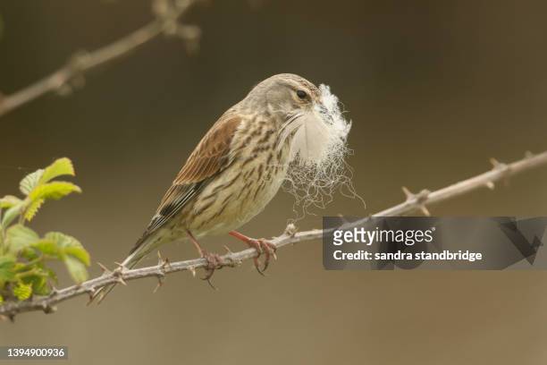a female linnet, carduelis cannabina, perching on a thorny bramble twig with nesting material in her beak in springtime. - bird's nest stock-fotos und bilder