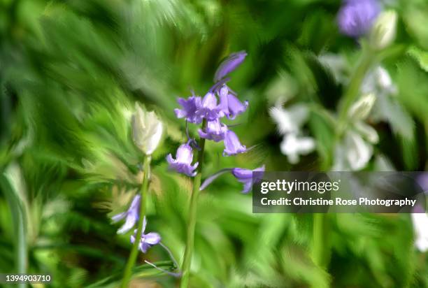 bluebells creative - bluebell illustration stock pictures, royalty-free photos & images