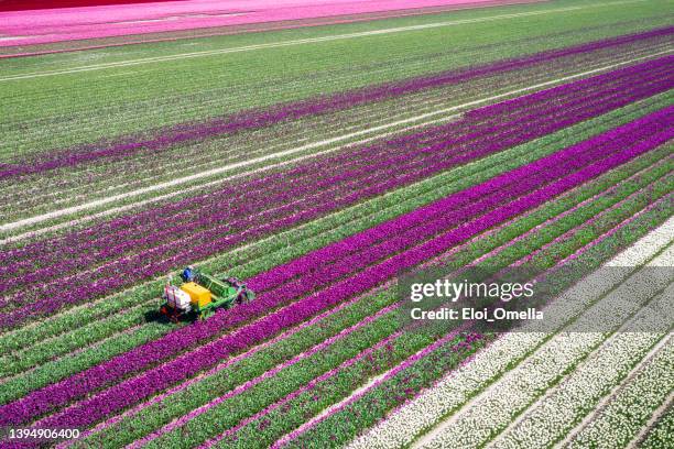 mechanized cutting off the flower heads in a tulip field in holland - white tractor stock pictures, royalty-free photos & images