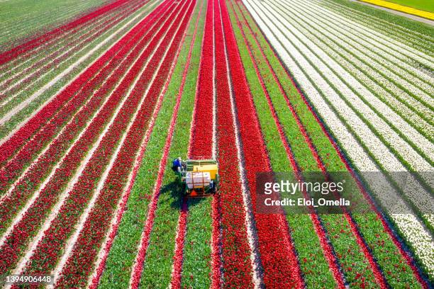 cropping the flower heads for tulip - crop rows stock pictures, royalty-free photos & images